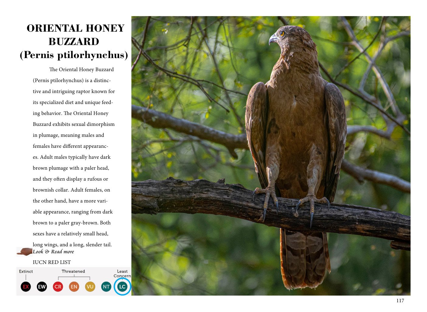 Guardians of the Sky — page 117